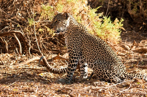African Leopard Wildlife Kenya