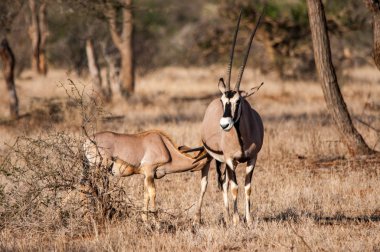 Gemsbok doğal Habitat yaban hayatı Kenya Afrika'daki