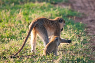 Vervet maymun, Chlorocebus pygerythrus, Ulusal Rezerv, Kenya, Afrika
