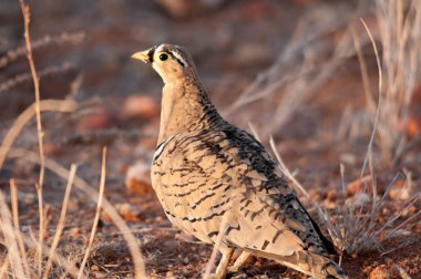 Erkek, kara yüzlü bağırtlak, Pterocles, decoratus, Samburu Ulusal Rezerv, Kenya, Afrika