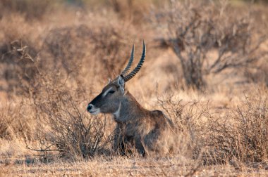Ortak Waterbuck, Kobus e. ellipsiprymnus, Erkek, Milli Parkı, Kenya, Afrika
