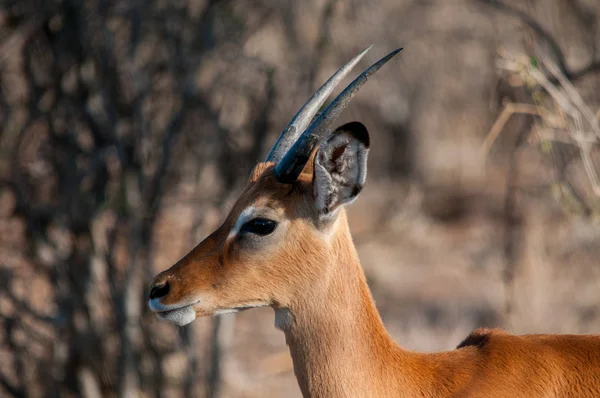 Impala Aepyceros Melampus Nationale Reserve Kenia Afrika — Stockfoto