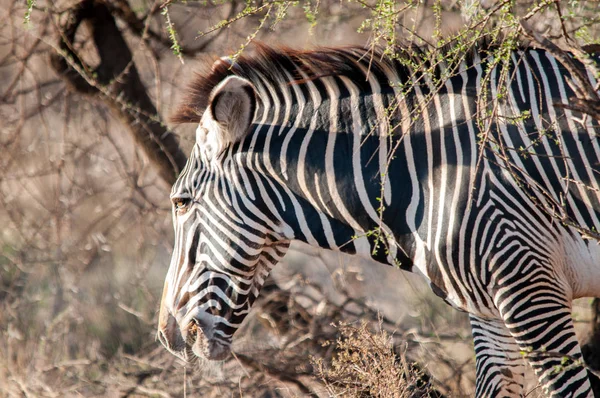 Grevy Zebra Equus Grevyi Reserva Nacional Kenia África — Foto de Stock