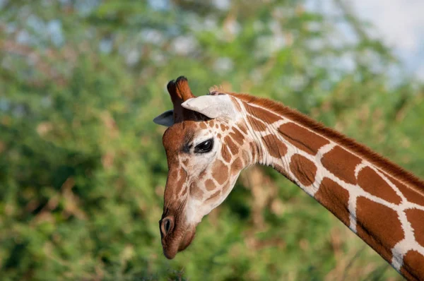 Nätstruktur Giraff Giraff Camelopardalis Reticulata Kenya Afrika Artiodactyla Order Giraffdjur — Stockfoto