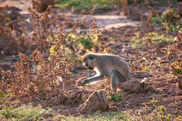 Vervet Monkey Chlorocebus Pygerythrus Réserve Nationale Kenya Afrique — Photo