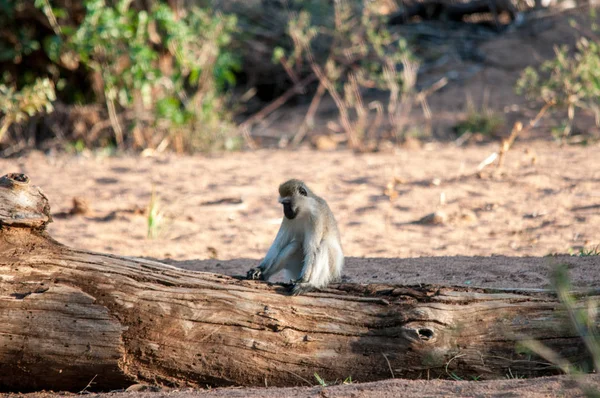 Vervet Monkey Chlorocebus Pygerythrus Réserve Nationale Kenya Afrique — Photo