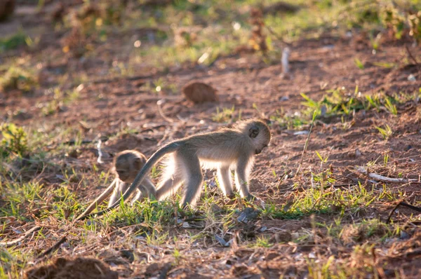 Vervet Monkey Chlorocebus Pygerythrus Réserve Nationale Kenya Afrique — Photo