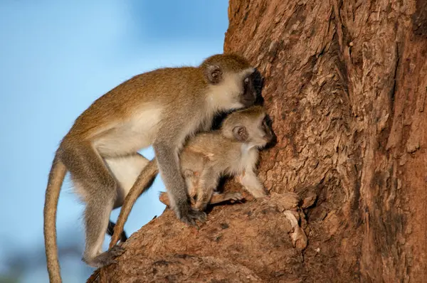 Vervet Monkey Chlorocebus Pygerythrus Réserve Nationale Kenya Afrique — Photo