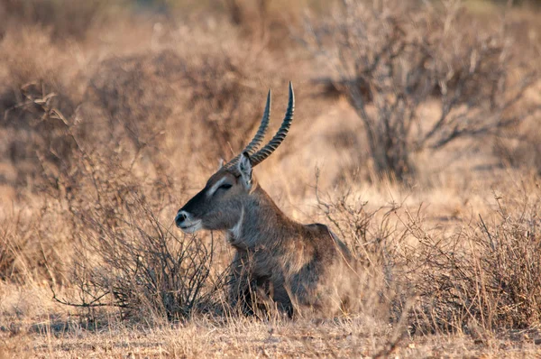 Gemeenschappelijke Waterbok Kobus Ellipsiprymnus Man National Park Kenia Afrika — Stockfoto