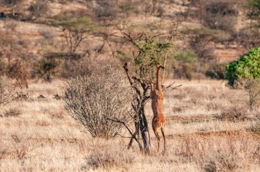 Erkek Gerenuk, Litocranius walleri, ayakta Hind ayakları, tarama, National Reserve, Kenya, Afrika