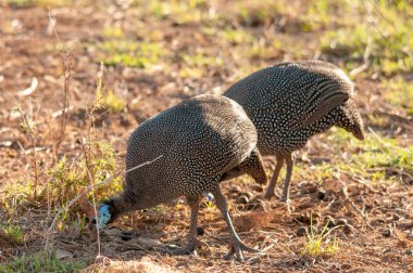 Beçtavuğu, Vulturine beçtavuğu, Acryllium vulturinum, Ulusal Rezerv, Kenya, Afrika, Numididae Aile, Tavuksular sipariş