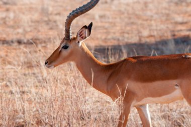 Impala (Aepyceros melampus), Ulusal Rezerv, Kenya, Afrika