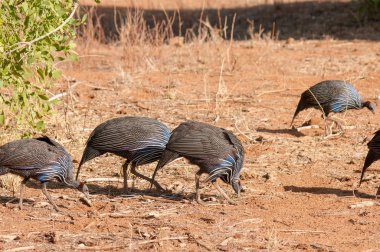 Beçtavuğu, Vulturine beçtavuğu, Acryllium vulturinum, Ulusal Rezerv, Kenya, Afrika, Numididae Aile, Tavuksular sipariş