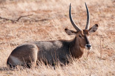 Ortak Waterbuck, Kobus e. ellipsiprymnus, Erkek, Milli Parkı, Kenya, Afrika