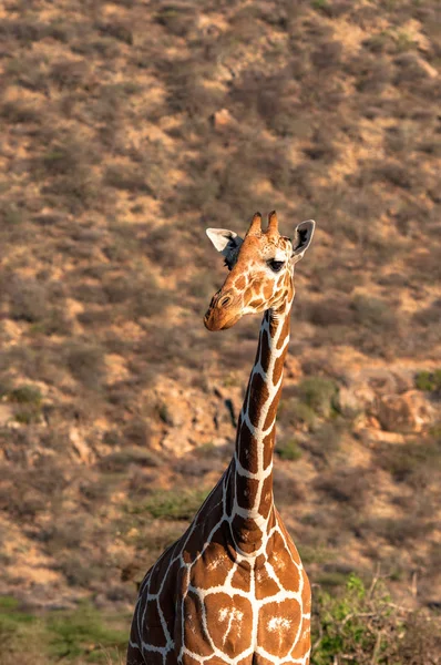 網目状のキリン キリンきりん座カン ケニア アフリカ 偶蹄目の順序 キリンの家族 — ストック写真