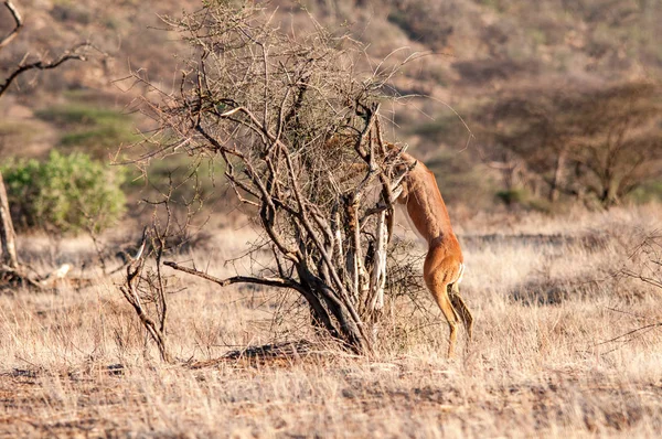 Erkek Gerenuk Litocranius Walleri Ayakta Hind Ayakları Tarama National Reserve — Stok fotoğraf