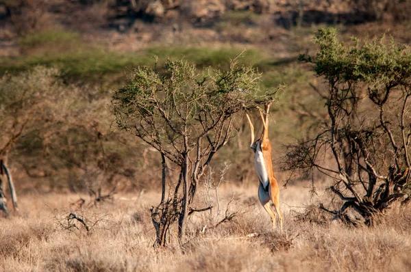 Erkek Gerenuk Litocranius Walleri Ayakta Hind Ayakları Tarama National Reserve — Stok fotoğraf