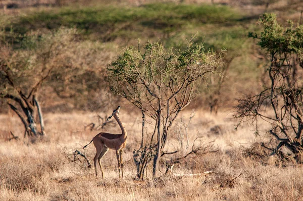 Maschio Gerenuk Litocranius Walleri Piedi Sulle Zampe Posteriori Navigare Riserva — Foto Stock