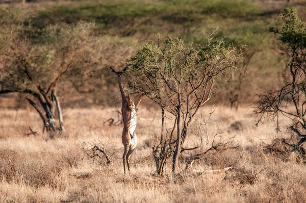 Male Gerenuk Litocranius Walleri Standing Hind Legs Navegación Reserva Nacional — Foto de Stock