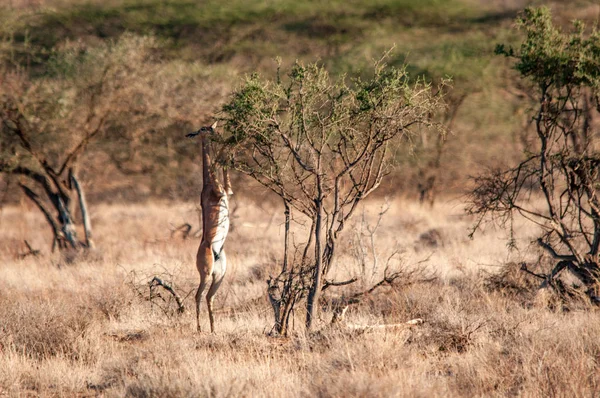 Erkek Gerenuk Litocranius Walleri Ayakta Hind Ayakları Tarama National Reserve — Stok fotoğraf