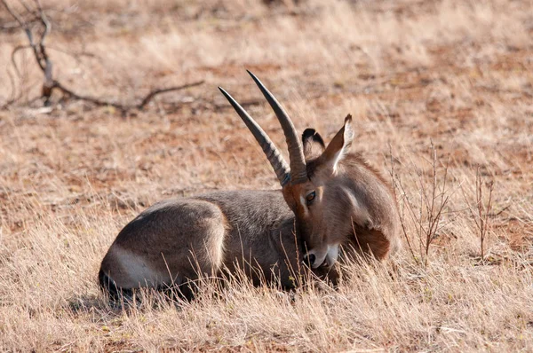 Gemeenschappelijke Waterbok Kobus Ellipsiprymnus Man National Park Kenia Afrika — Stockfoto