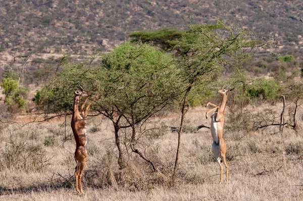 Masculino Gerenuk Litocranius Walleri Hind Legs Navegação Reserva Nacional Quênia Imagens De Bancos De Imagens Sem Royalties