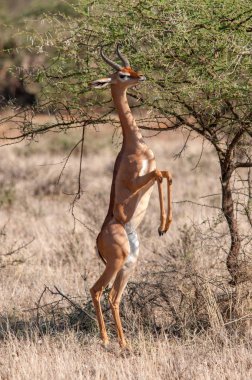 Erkek Gerenuk, Litocranius walleri, ayakta Hind ayakları, tarama, National Reserve, Kenya, Afrika