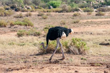 Devekuşu (Struthio camelus massaicus), damızlık erkek, Ulusal Rezerv, Kenya, Afrika, Struthioniformes sipariş, Struthionidae aile