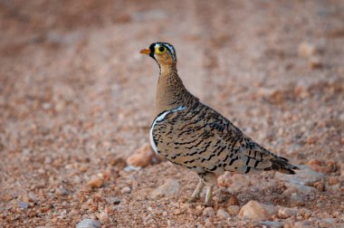 Bağırtlak, kara yüzlü bağırtlak, Pterocles decoratus, Ulusal Rezerv, Kenya, Afrika, güvercinler sipariş, türü aile