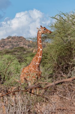 Zürafa, reticulated zürafa zürafa reticulata, Kenya, Afrika, Artiodactyla sipariş, Giraffidae aile