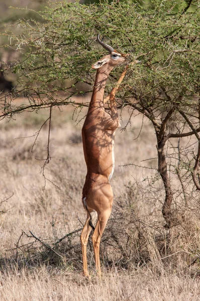 Erkek Gerenuk Litocranius Walleri Ayakta Hind Ayakları Tarama National Reserve — Stok fotoğraf