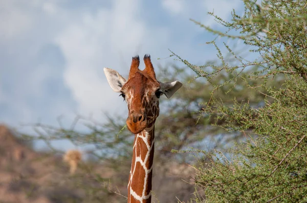 Jirafa Reticulada Jirafa Camelopardalis Reticulata Kenia África Orden Artiodactyla Familia — Foto de Stock