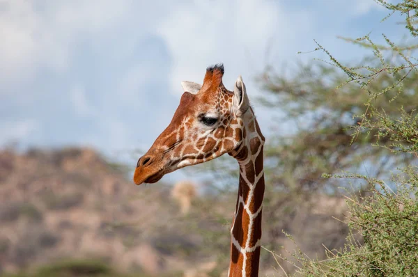 Hálós Zsiráf Zsiráf Zsiráf Reticulata Kenya Afrika Rend Artiodactyla Párosujjú — Stock Fotó