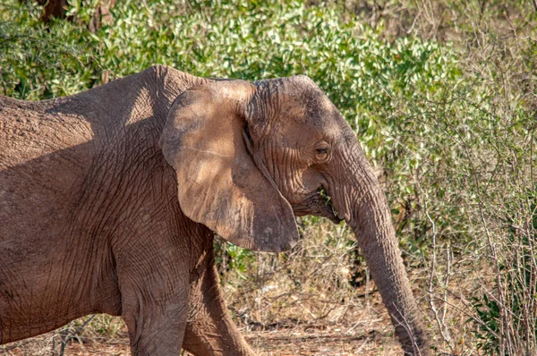 Αφρικανικοί Ελέφαντες Loxodonta Africana Εθνικό Πάρκο Κένυα Αφρική Προβοσκιδοειδών Τάξη — Φωτογραφία Αρχείου