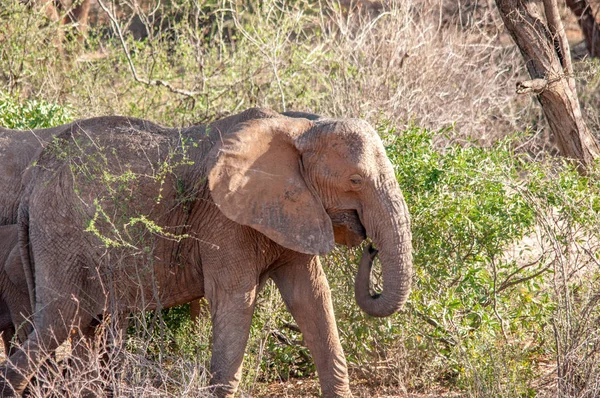 Słonie Afrykańskie Loxodonta Africana Park Narodowy Kenia Afryka Trąbowce Zamówienia — Zdjęcie stockowe