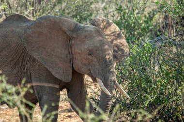 Afrika filler, Loxodonta africana, Milli Parkı, Kenya, Afrika, fil sipariş, fil aile