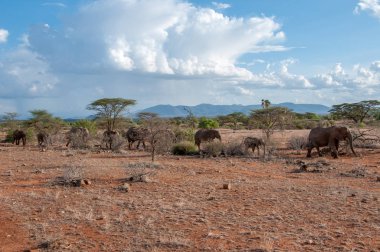 Afrika filler, Loxodonta africana, Milli Parkı, Kenya, Afrika, fil sipariş, fil aile