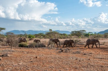 Afrika filler, Loxodonta africana, Milli Parkı, Kenya, Afrika, fil sipariş, fil aile