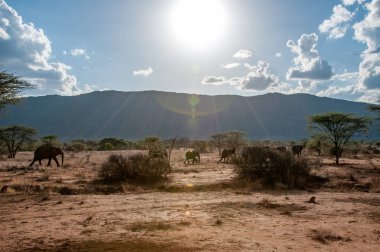 Afrika filler, Loxodonta africana, Milli Parkı, Kenya, Afrika, fil sipariş, fil aile