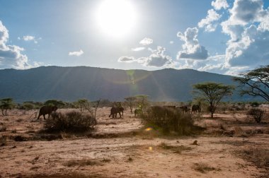 Afrika filler, Loxodonta africana, Milli Parkı, Kenya, Afrika, fil sipariş, fil aile
