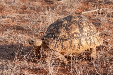 Leopar kaplumbağa, kaplumbağa, Geochelone pardalis, Ulusal Rezerv, Kenya, Afrika