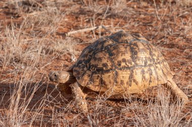 Leopar kaplumbağa, kaplumbağa, Geochelone pardalis, Ulusal Rezerv, Kenya, Afrika
