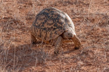 Leopar kaplumbağa, kaplumbağa, Geochelone pardalis, Ulusal Rezerv, Kenya, Afrika