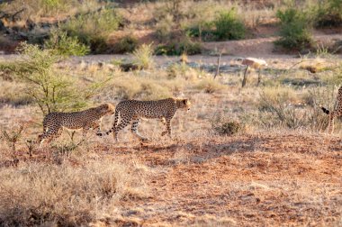 Doğal yaşam alanı yaban hayatı Kenya Afrika'daki Çita