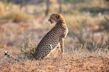 Doğal yaşam alanı yaban hayatı Kenya Afrika'daki Çita