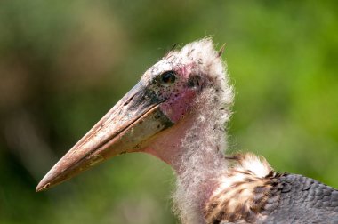 Doğal yaşam alanı yaban hayatı Kenya Afrika'daki marabut leylek