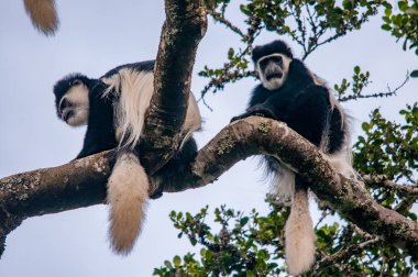 Doğu siyah-beyaz Colobus Abyssinian siyah-beyaz Colobus, Colobus guereza, Aberdare dağlar, Kenya, Afrika olarak da bilinir,