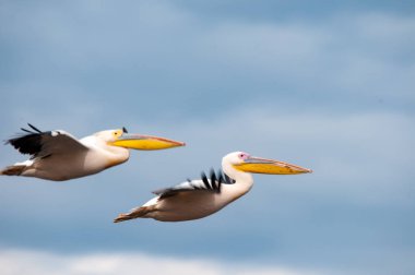Pelikan, büyük beyaz pelikan (Pelecanus onocrotalus), Milli Parkı, Kenya, Afrika, pelikanlar sipariş, Pelecanidae aile