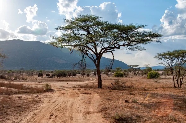 Elefantes Africanos Loxodonta Africana Parque Nacional Kenia África Orden Proboscidea — Foto de Stock