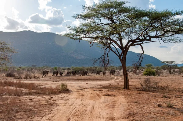Elefantes Africanos Loxodonta Africana Parque Nacional Kenia África Orden Proboscidea — Foto de Stock